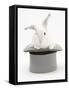 White Rabbit in a Grey Top Hat-Mark Taylor-Framed Stretched Canvas