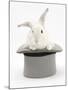 White Rabbit in a Grey Top Hat-Mark Taylor-Mounted Photographic Print