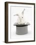 White Rabbit in a Grey Top Hat-Mark Taylor-Framed Photographic Print