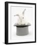 White Rabbit in a Grey Top Hat-Mark Taylor-Framed Photographic Print