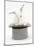 White Rabbit in a Grey Top Hat-Mark Taylor-Mounted Photographic Print