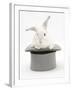 White Rabbit in a Grey Top Hat-Mark Taylor-Framed Photographic Print