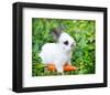 White Rabbit With a Carrot-null-Framed Art Print