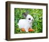 White Rabbit With a Carrot-null-Framed Art Print