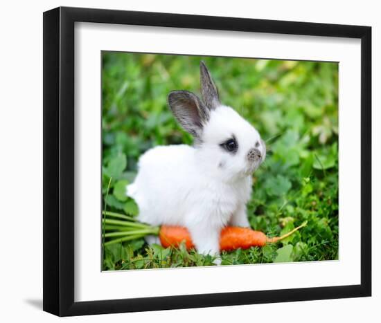 White Rabbit With a Carrot-null-Framed Art Print