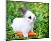 White Rabbit With a Carrot-null-Mounted Art Print