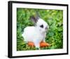 White Rabbit With a Carrot-null-Framed Art Print