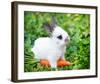 White Rabbit With a Carrot-null-Framed Art Print