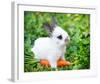 White Rabbit With a Carrot-null-Framed Art Print