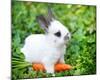 White Rabbit With a Carrot-null-Mounted Art Print