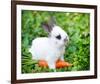 White Rabbit With a Carrot-null-Framed Art Print