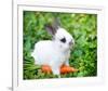 White Rabbit With a Carrot-null-Framed Art Print