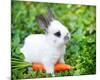 White Rabbit With a Carrot-null-Mounted Art Print