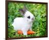 White Rabbit With a Carrot-null-Framed Art Print