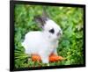 White Rabbit With a Carrot-null-Framed Art Print