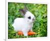 White Rabbit With a Carrot-null-Framed Art Print