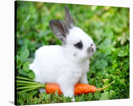 White Rabbit With a Carrot-null-Stretched Canvas