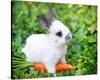 White Rabbit With a Carrot-null-Stretched Canvas