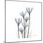 White Rain Lily 3-Albert Koetsier-Mounted Premium Giclee Print