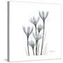 White Rain Lily 3-Albert Koetsier-Stretched Canvas