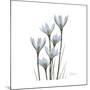 White Rain Lily 3-Albert Koetsier-Mounted Premium Giclee Print
