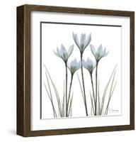 White Rain Lily II-Albert Koetsier-Framed Art Print