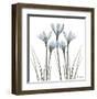 White Rain Lily II-Albert Koetsier-Framed Art Print