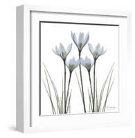 White Rain Lily II-Albert Koetsier-Framed Art Print