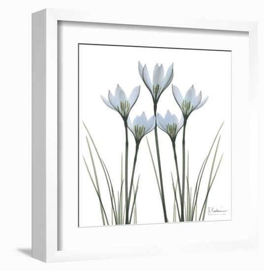 White Rain Lily II-Albert Koetsier-Framed Art Print