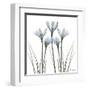 White Rain Lily II-Albert Koetsier-Framed Art Print