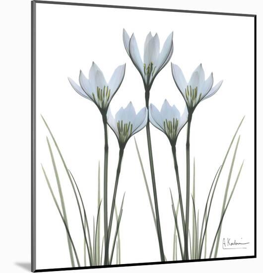 White Rain Lily II-Albert Koetsier-Mounted Art Print