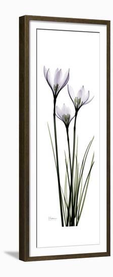 White Rain Lily-Albert Koetsier-Framed Premium Giclee Print