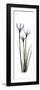 White Rain Lily-Albert Koetsier-Framed Premium Giclee Print