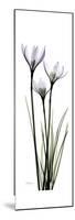 White Rain Lily-Albert Koetsier-Mounted Premium Giclee Print