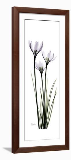 White Rain Lily-Albert Koetsier-Framed Premium Giclee Print