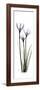 White Rain Lily-Albert Koetsier-Framed Premium Giclee Print