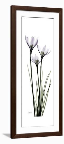 White Rain Lily-Albert Koetsier-Framed Premium Giclee Print