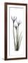 White Rain Lily-Albert Koetsier-Framed Premium Giclee Print