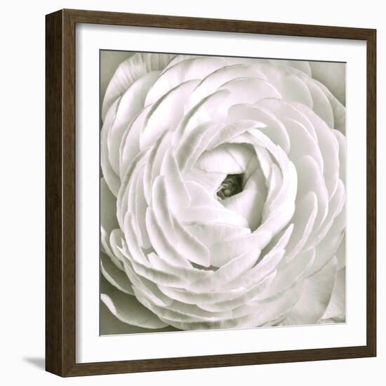 White Rannunculus Close up-Tom Quartermaine-Framed Giclee Print