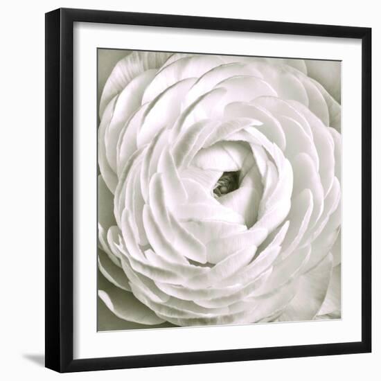 White Rannunculus Close up-Tom Quartermaine-Framed Giclee Print