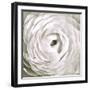 White Rannunculus Close up-Tom Quartermaine-Framed Giclee Print