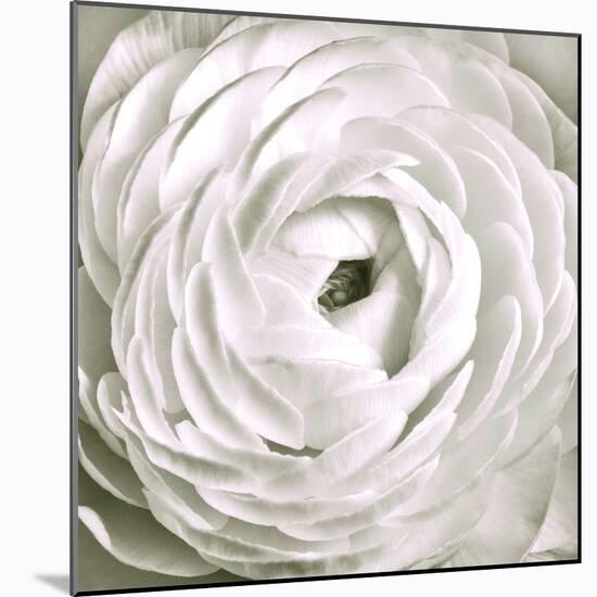 White Rannunculus Close up-Tom Quartermaine-Mounted Giclee Print