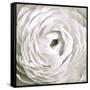 White Rannunculus Close up-Tom Quartermaine-Framed Stretched Canvas