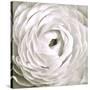 White Rannunculus Close up-Tom Quartermaine-Stretched Canvas