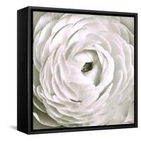 White Rannunculus Close up-Tom Quartermaine-Framed Stretched Canvas