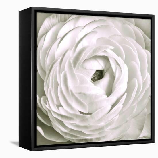 White Rannunculus Close up-Tom Quartermaine-Framed Stretched Canvas
