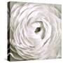 White Rannunculus Close up-Tom Quartermaine-Stretched Canvas