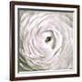 White Rannunculus Close up-Tom Quartermaine-Framed Giclee Print