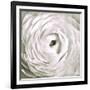 White Rannunculus Close up-Tom Quartermaine-Framed Giclee Print