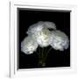 White Ranunculus Bouquet-Magda Indigo-Framed Photographic Print